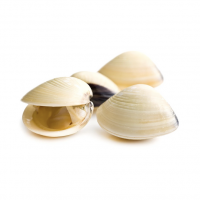 Cooked White Whole Shell Clam (1KG)