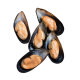 Half Shell Mussel (907G)