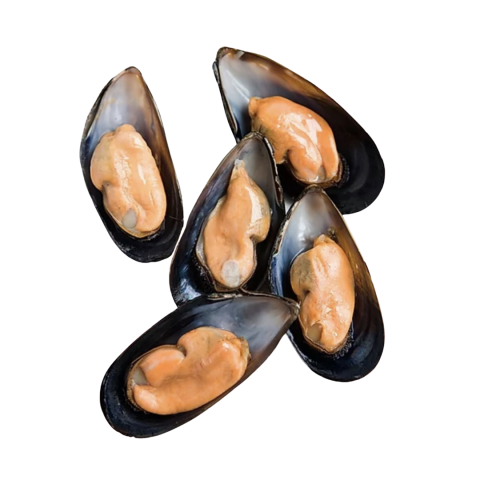 Half Shell Mussel (907G)