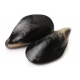 Full Shell Mussel (1KG)