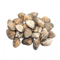 Japanese Asari Boiled Clam (500G)