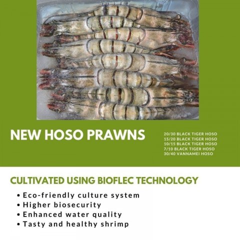 Vannamei HOSO Prawn 30/40