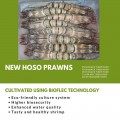 Vannamei HOSO Prawn 30/40